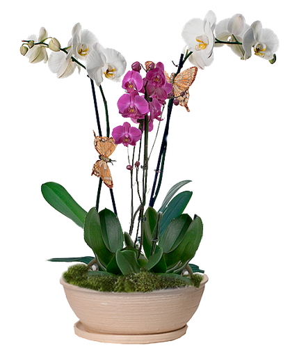 Орхидея фаленопсис Минск. Орхидея safe haven. Орхидея в горшке. Горшок лодочка для орхидей. Орхидея в горшке екатеринбург