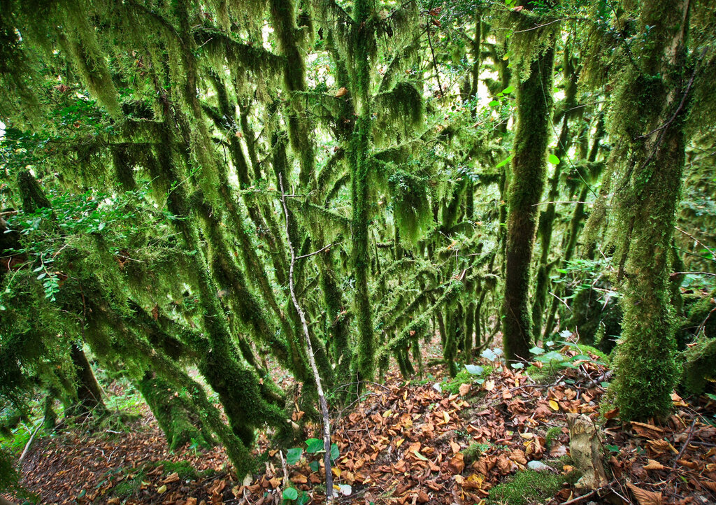 Дерево самшит фото в абхазии