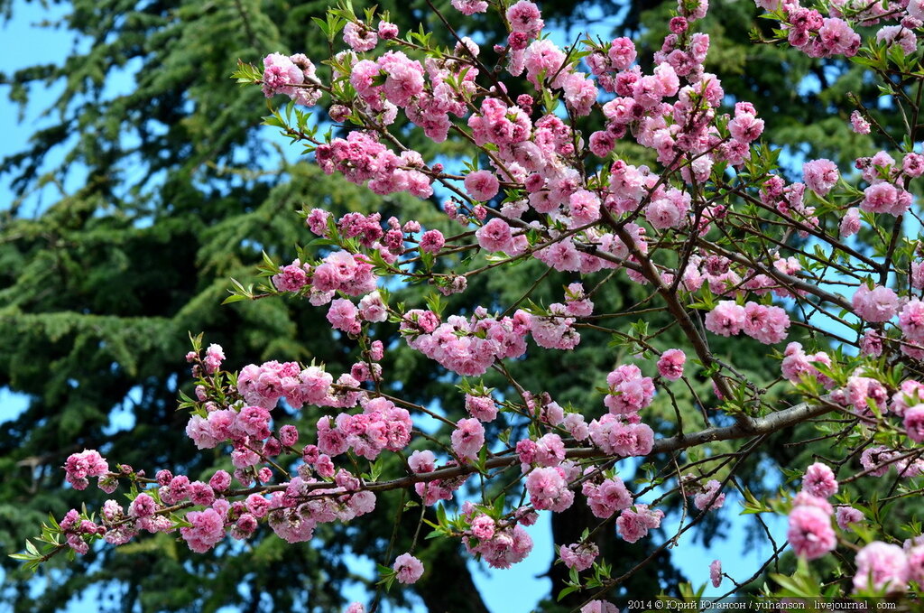 Дерево с розовыми цветами название фото в россии
