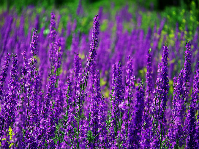 Фиолетовые цветы полевые название с фото и названиями