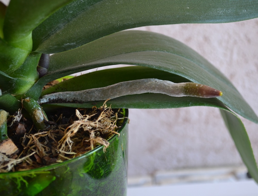 Отросток орхидеи на стволе фото