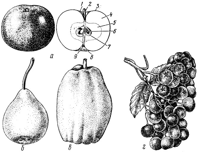 Рисунок плода яблока. Строение семечковых плодов. Семечковые плоды айва. Плоды семечковых культур груши. Плодоножка у груши.