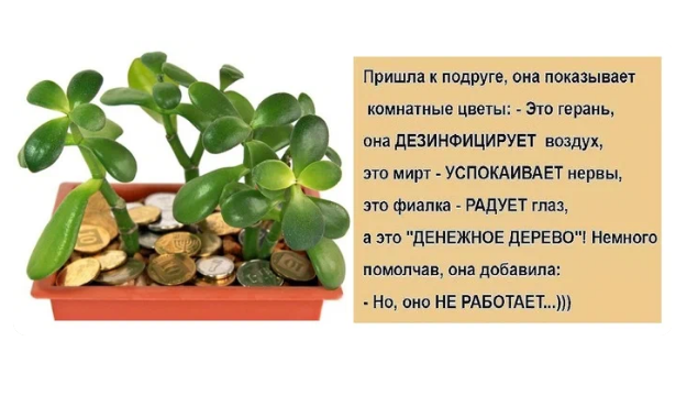 Толстянка денежное дерево жилкование. Стихи про денежное дерево в подарок. Стих про денежное дерево. Денежное дерево прикольное. Денежное дерево не работает.