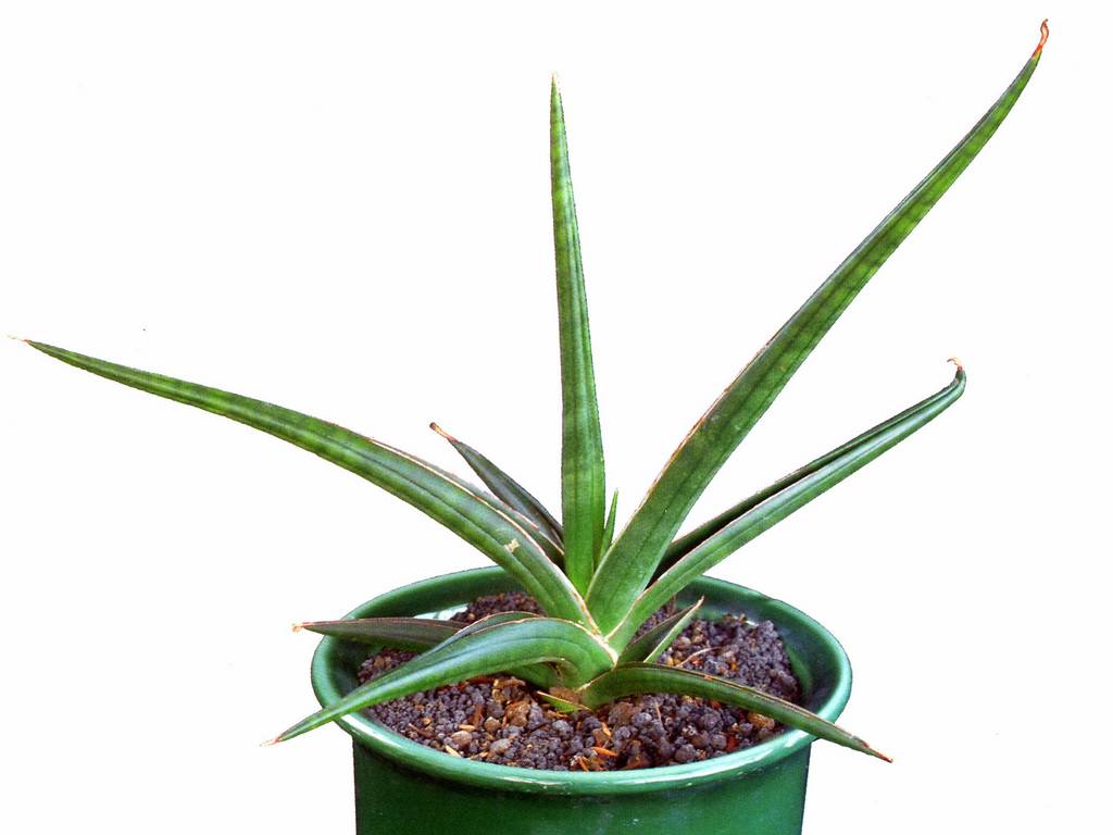 сансевиерия не растет