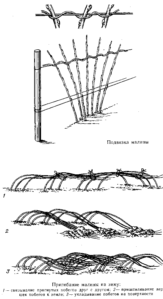 Как подвязать малину картинки