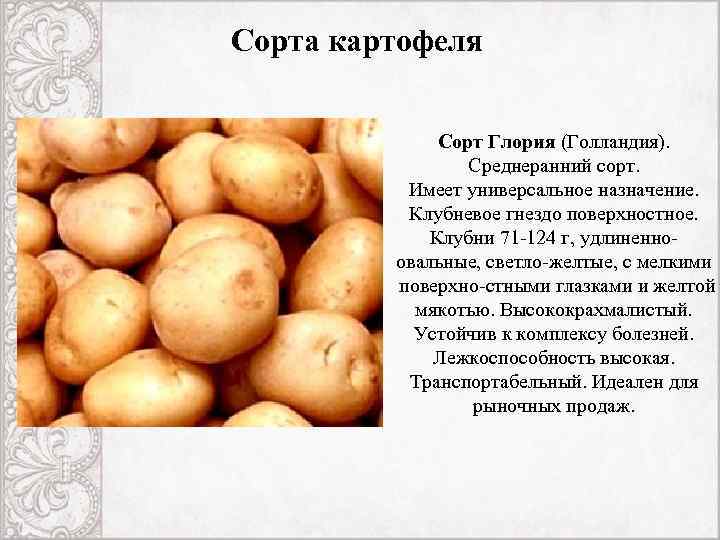 Карты картофеля. Сорт картофеля Рамона характеристики. Картофель сорт Эрроу. Сорт картофеля Глория. Сорт картофеля Кураж.