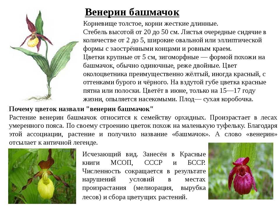 Настоящий описание. Венерин башмачок стебель. Венерин башмачок листья. Растения красной книги Венерин башмачок описание. Венерин башмачок красная книга 2 класс.