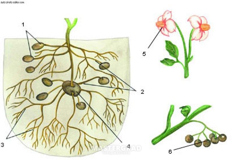 Столон корень. Строение клубня картофеля. Строение столона картофеля. Клубень столон. Столон корень растения.
