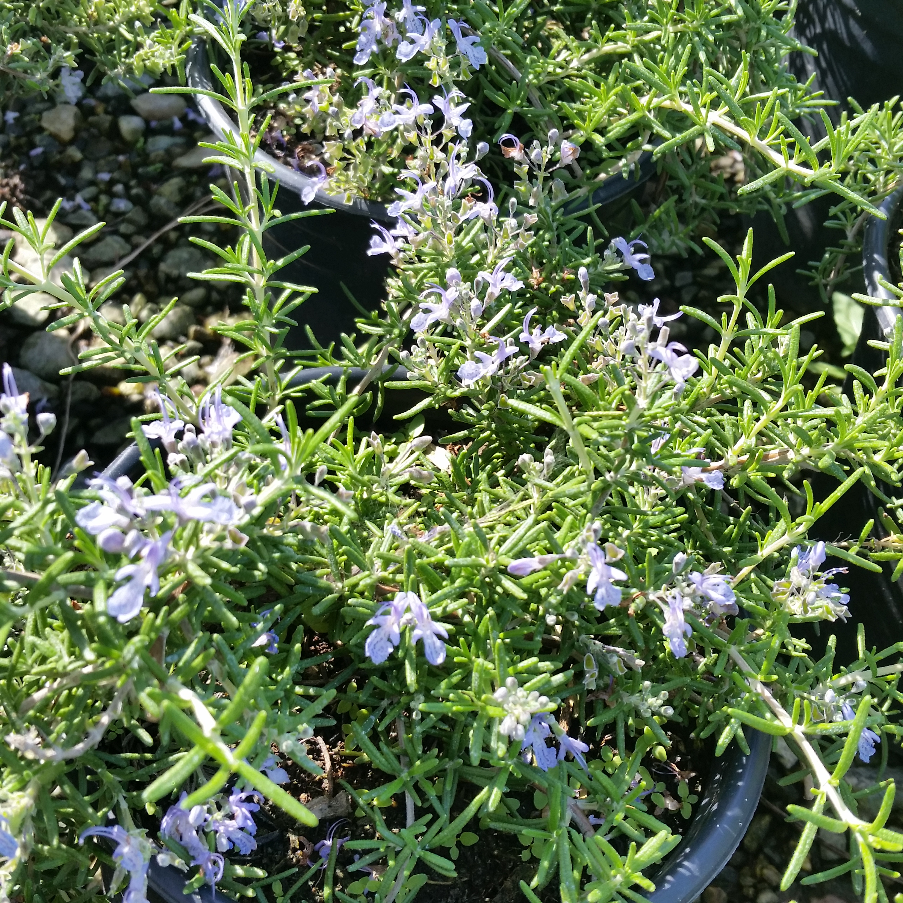 Rosmarinus officinalis Prostratus