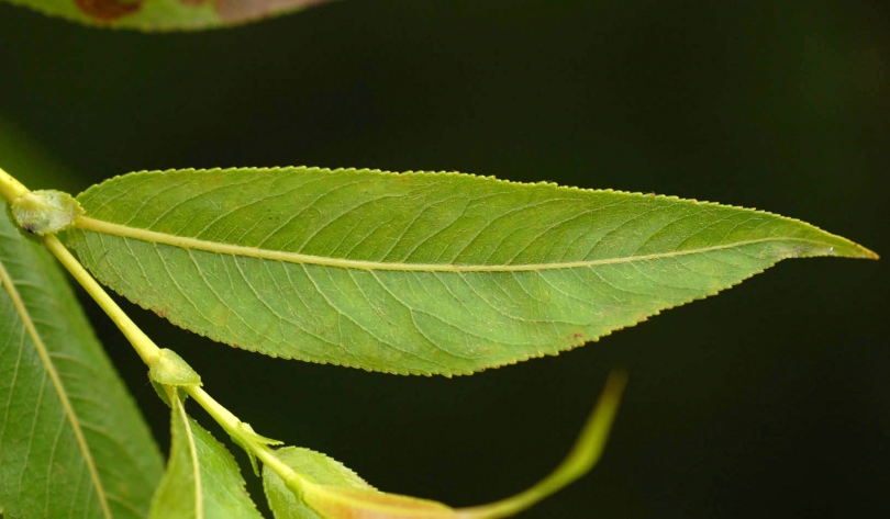 Лист дерева ивы. Salix rorida. Ива росистая Salix rorida. Ива древовидная листья. И́ва росистая.