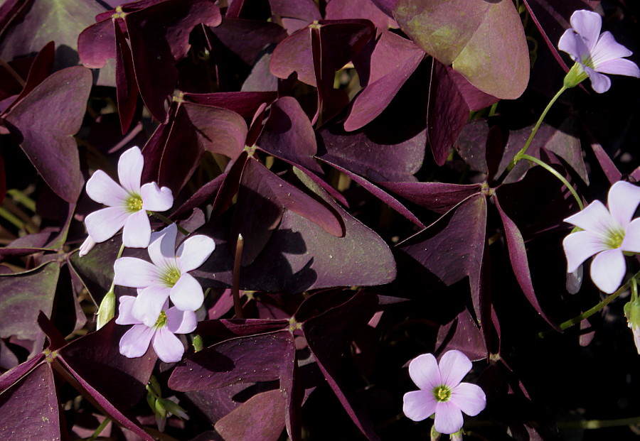 Закрыть листа. Кислица треугольная (Oxalis triangularis). Кислица краснолистная Лесная. Оксалис Боуи. Кислица Боуи.