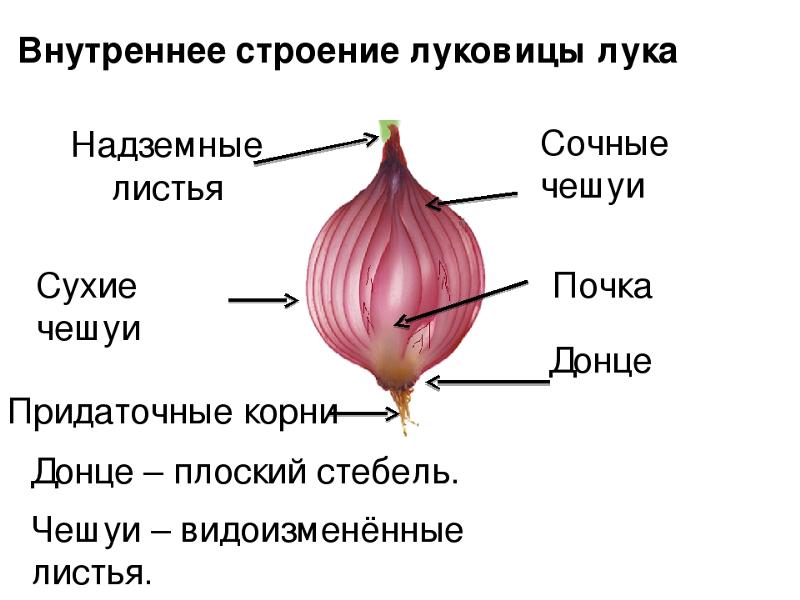 Лук точка роста. Строение луковица биология 6 к.