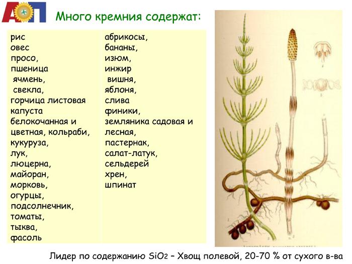 Какие продукты содержат кремний. Хвощ полевой содержит кремний. Продукты содержащие кремний. Растение большим содержанием кремния. Растения в которых содержится кремний.