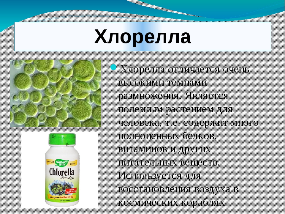 Хлорелла это. Хлорелла водоросль биология. Состав водоросли хлореллы. Хлорелла 5 класс биология. Хлорелла водоросль в природе.