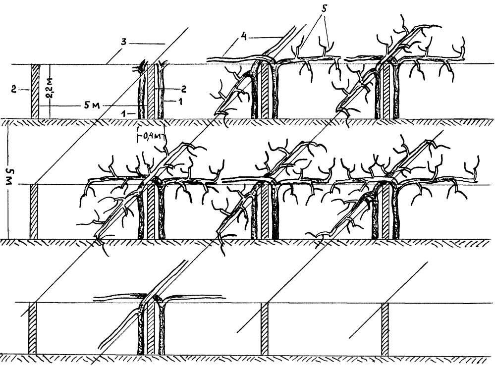 Расстояние между рядами винограда. Схема посадки плантации винограда. Схема посадки винограда на шпалерах одноплоскостной. Шпалерная формировка винограда. Формировка укрывного винограда.