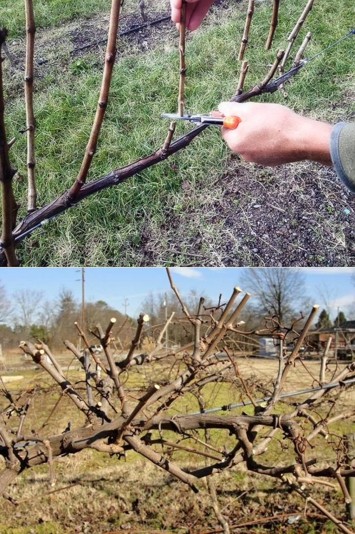 Как обрезать старый виноград весной фото