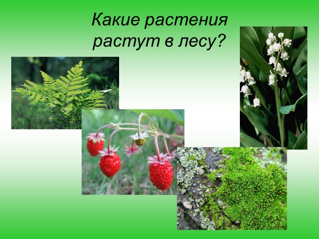 Окружающий мир растения леса. Какие растения растут в лесу. Растения растущие в лесу. Растения которые растут в лесу. Какие травы растут в лесу.