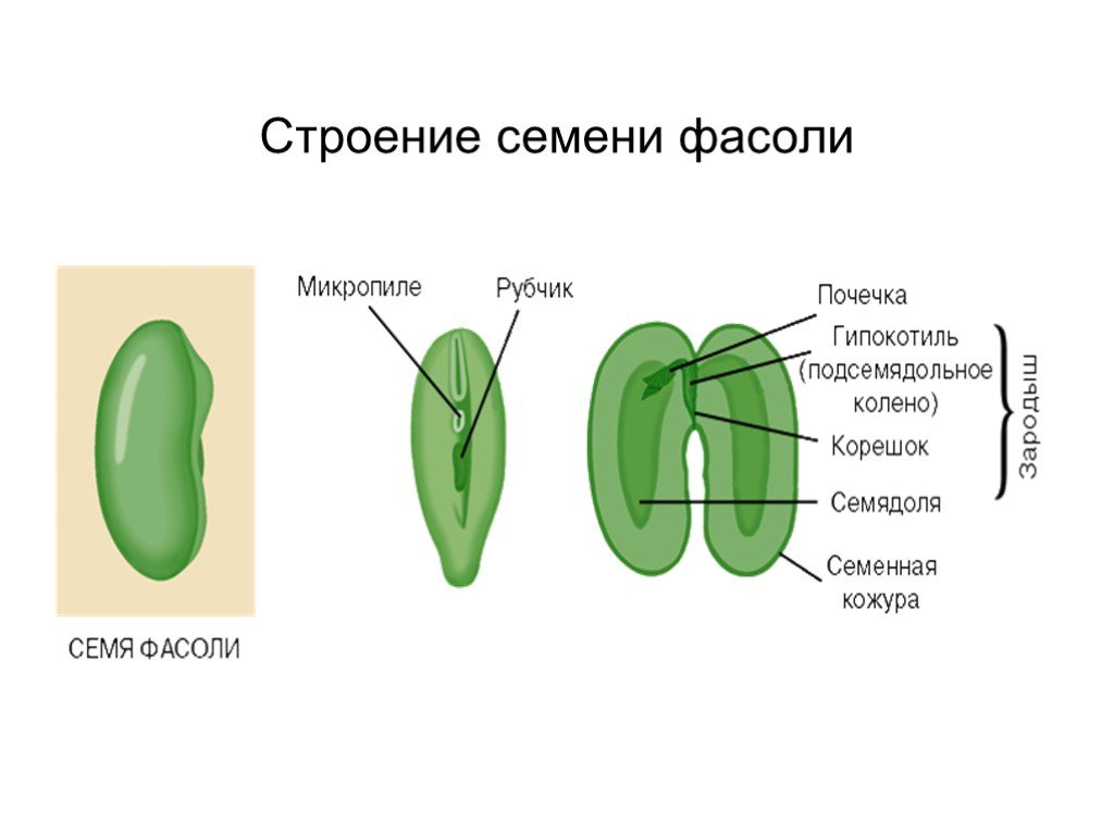 Фасоль биология 6 класс. Строение семени фасоли обыкновенной. Строение семени фасоли микропиле. Строение семени фасоли биология 6. Внутреннее строение семени фасоли.