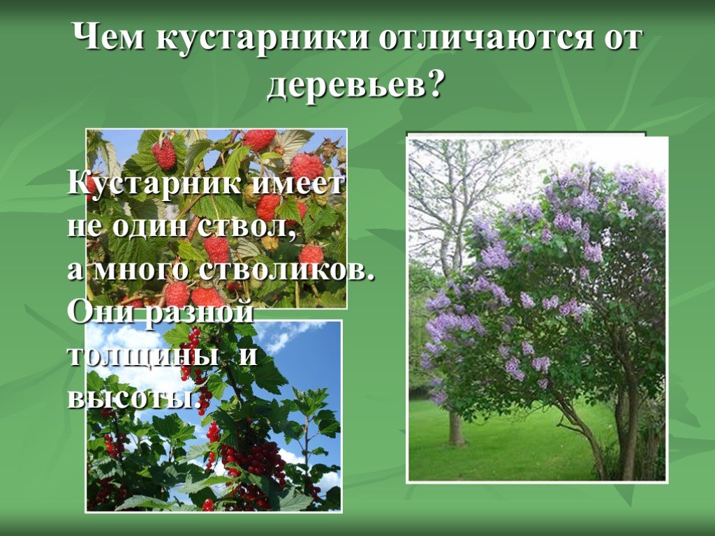 Деревья кусты цветы это одним словом. Растительный мир кустарников. Кустарники по окружающему миру. Деревья кустарники травы. Деревья и кустарники презентация.