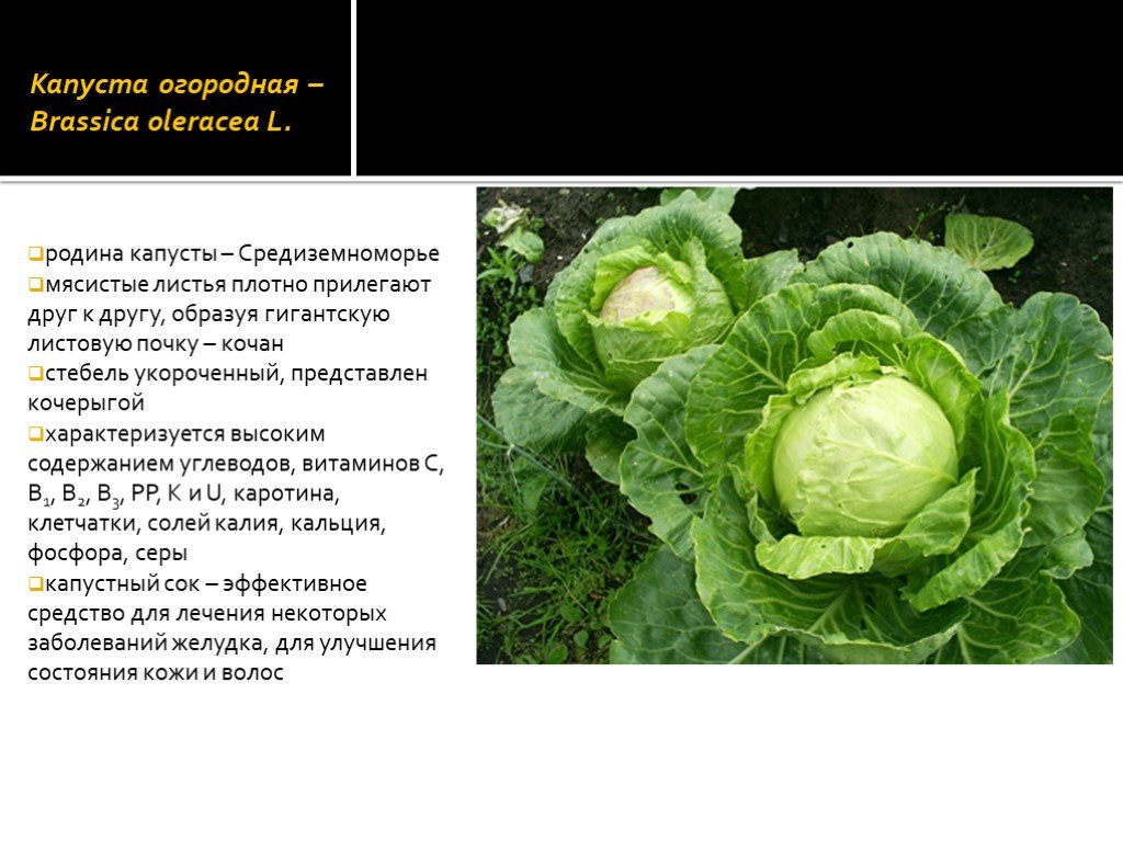 Плод капусты называется. Капуста Brassica. Капуста Огородная. Строение листа капусты. Капу́ста огоро́дная.