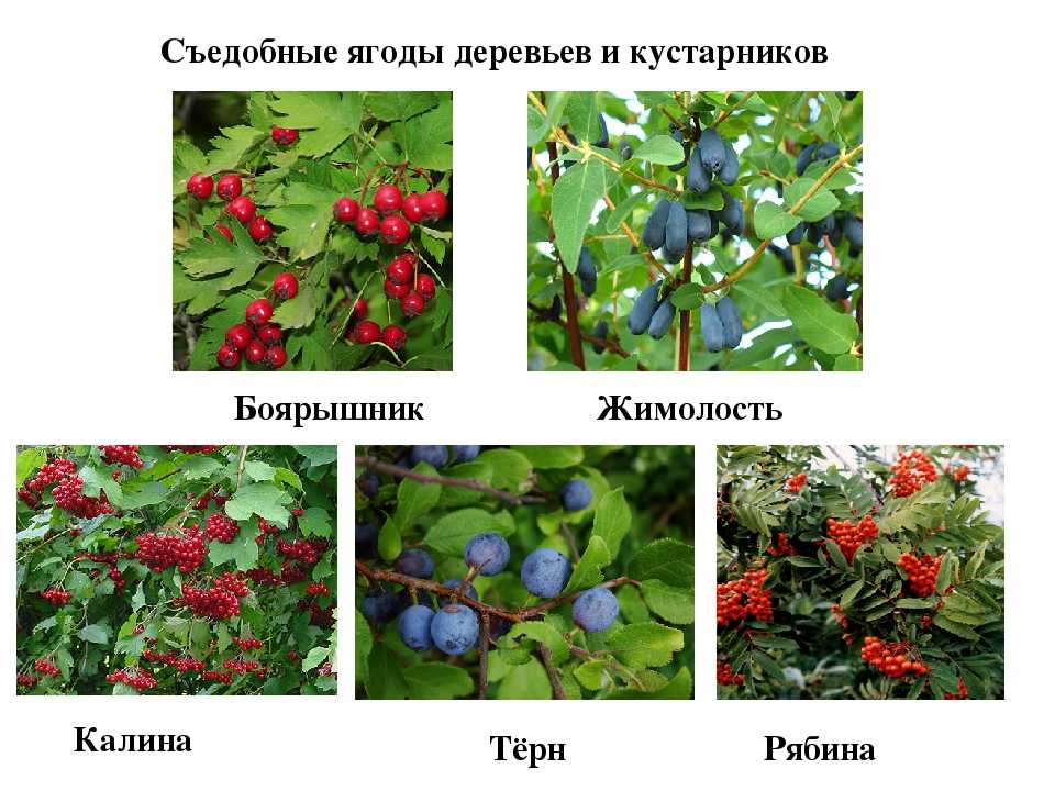 Съедобные лесные ягоды фото и названия