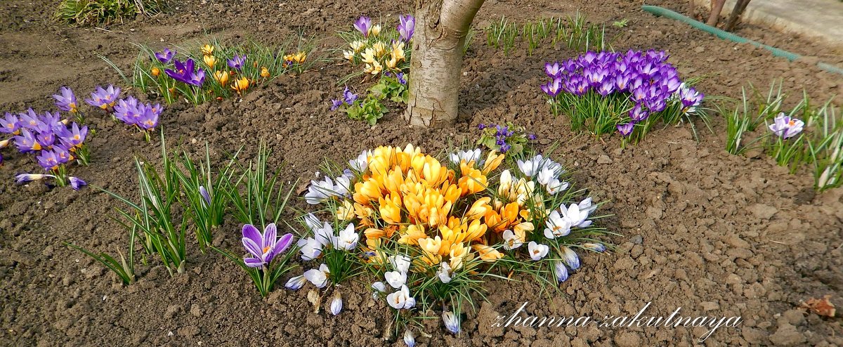 Какие цветы можно посадить в грунт весной. Луковичные многолетники фрезия. Фрезия Крокус. Гиацинт Крокус ,рябчик. Первоцветы хионодокса.