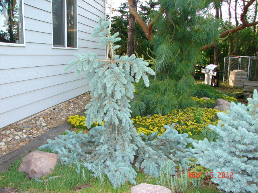 Picea glauca pendula фото