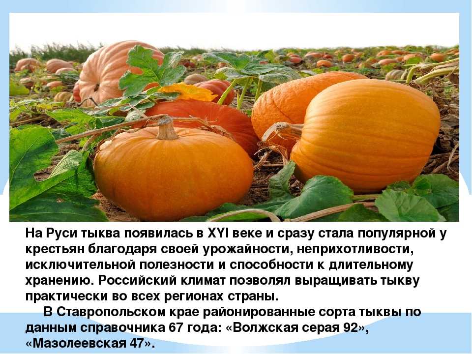 Тыква какая температура. Тыква появилась в России. Информация о тыкве. Тыква на Руси. Тыква описание.