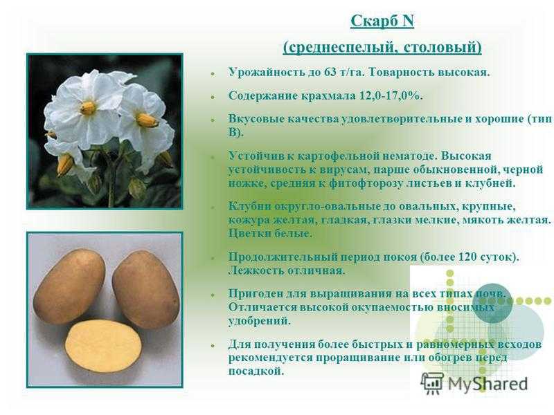 Картофель скарб вкусовые качества. Картофель скарб описание. Сорт. Картофеля скарб характеристика. Беллароза картофель описание с фото. Картофель для пюре сорта.