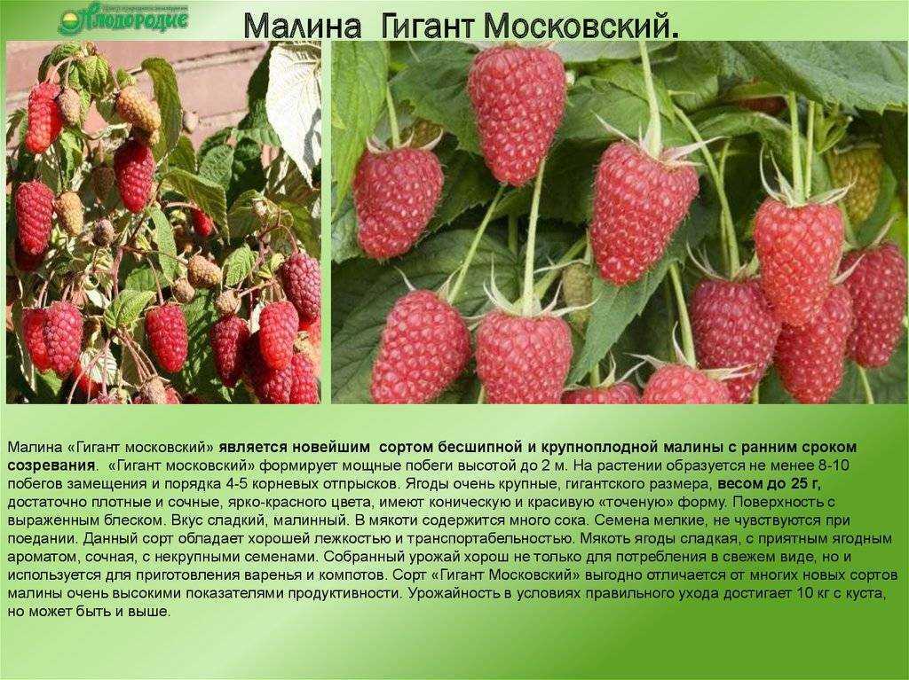 Сорт малины московский гигант отзывы