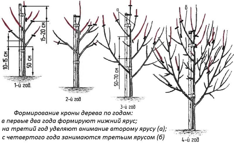 Когда обрезать грушу осенью. Груша Чижовская формирование кроны. Формирования ярусов на груше. Осенняя обрезка груши сроки и схема. Ускорение плодоношения молодых деревьев.