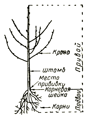 Корневая шейка это фото саженца что