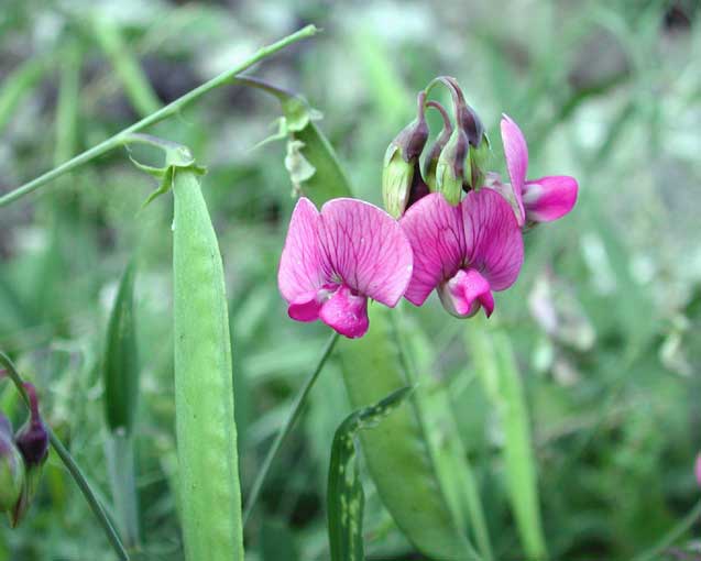 Растение 8. Чина Лесная Lathyrus Sylvestris. Lathyrus heterophyllus. Чина (Lathyrus) плоды. Чина Бобы.