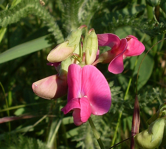 Цветок 8 букв. Бобовые Мотыльковые Вика. Lathyrus tuberosus формула. Вика клубненосная растение. Чина венгерская – Lathyrus pannonicus (Jacq.) Garcke. (Сем. Бобовые – Fabaceae Lindl.).