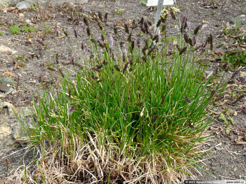 Позади сказки 9 букв сканворд sesleria sadleriana 01