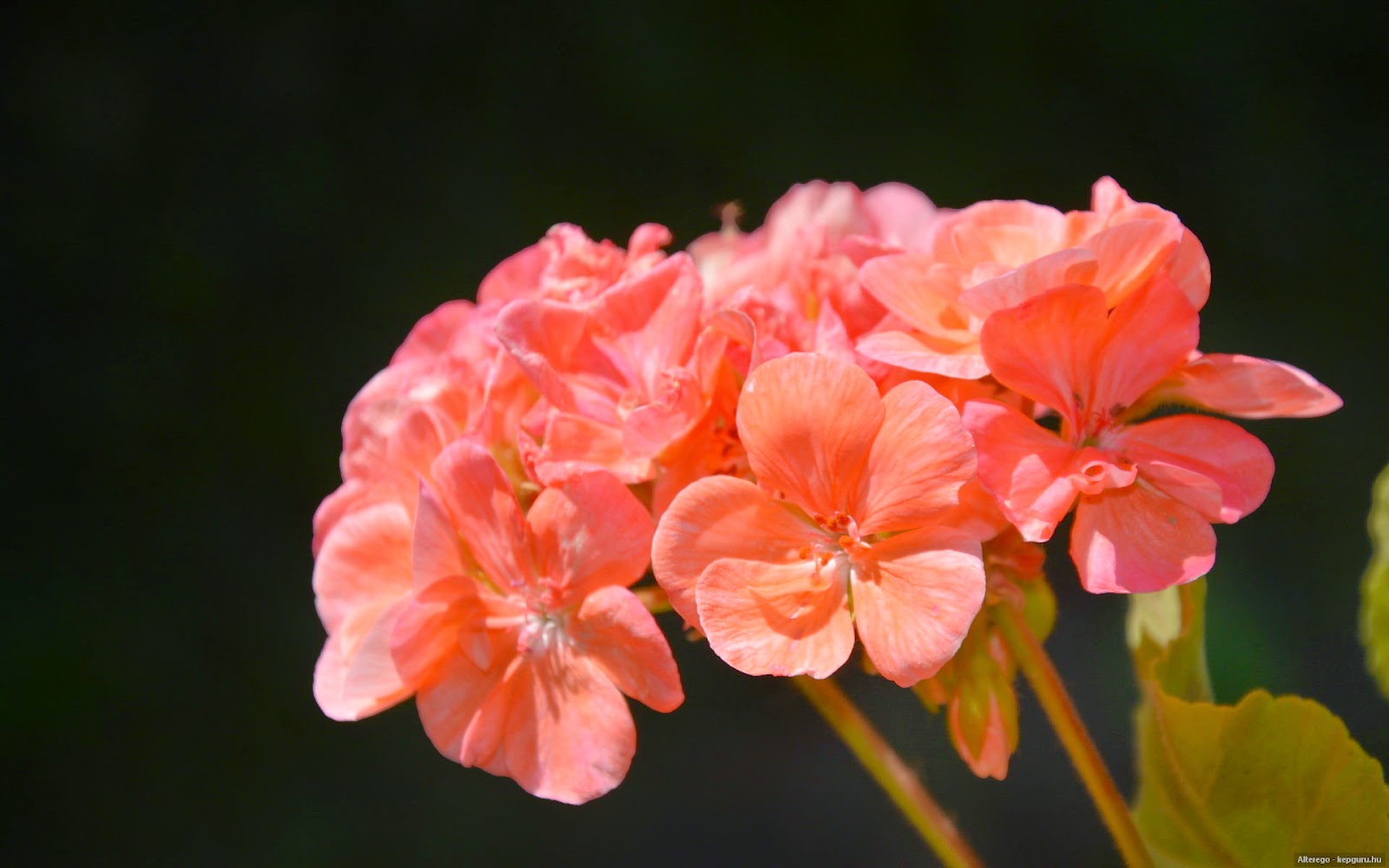 Пеларгония antique rose. Пеларгония антик Салмон. Пеларгония Агата. Герань Таира Агата. Пеларгония Таира Злата.