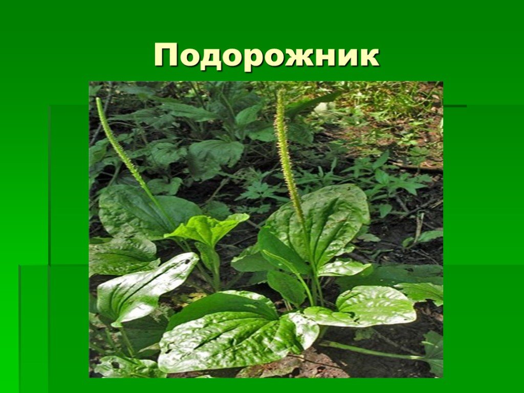 Подорожник окружающий мир 2. Растения Лесной аптеки подорожник. Подорожник лечебная трава 2 класс. Окружающий мир Лесная аптека подорожник. Рассказать про подорожник.