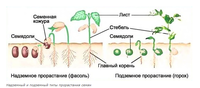 Семядоля гороха. Типы прорастания семян схема. Надземный Тип прорастания семян. Надземное и подземное прорастание семян. Схема прорастания семян фасоли.