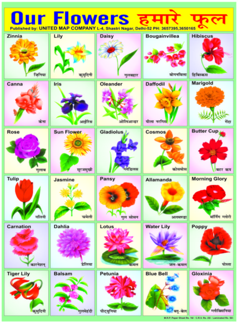 Название всех цветов растений