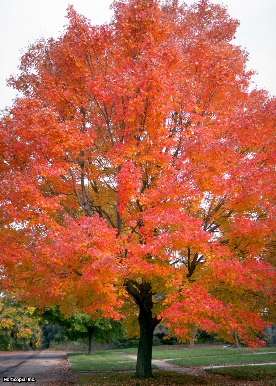FALL%2BORANGE%2BRED%2BMAPLE
