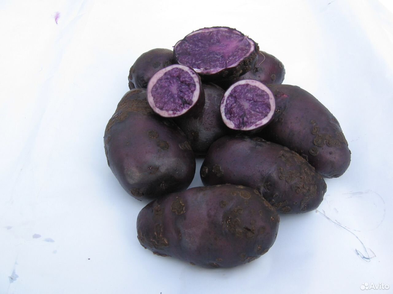 Салблю/фиолетовый картофель