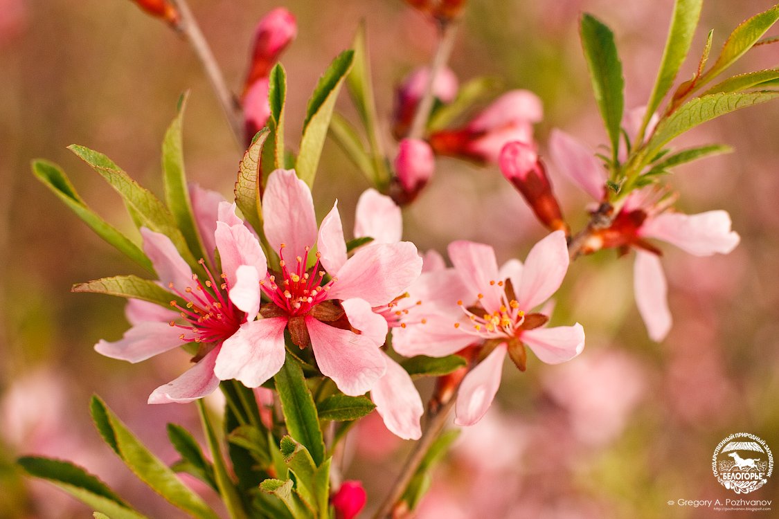 Красивые фото миндаля. Миндаль низкорослый. Amygdalus Nana. Миндаль розоцветный. Карликовый миндаль.