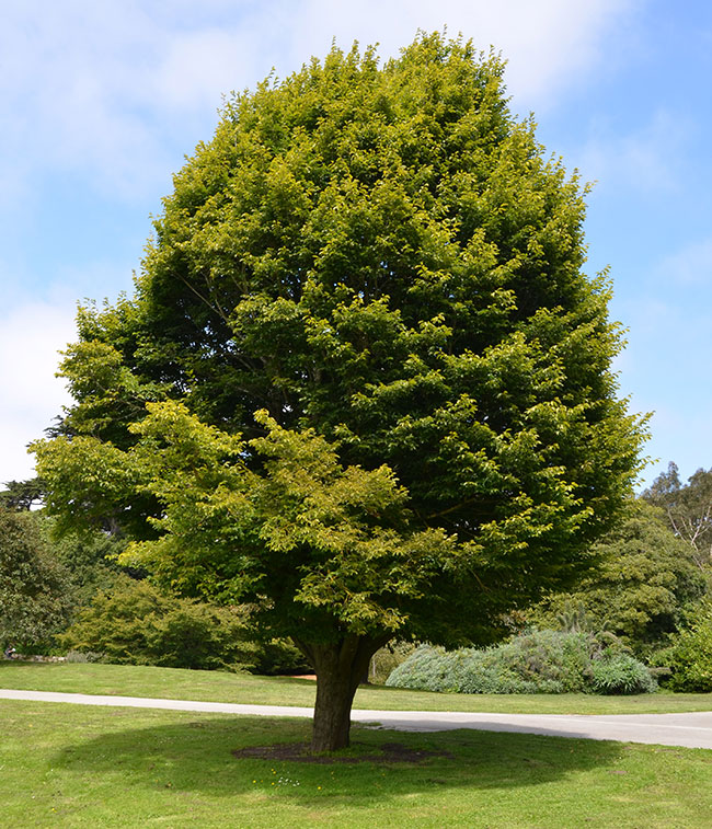 carpinus%2Bbetulus