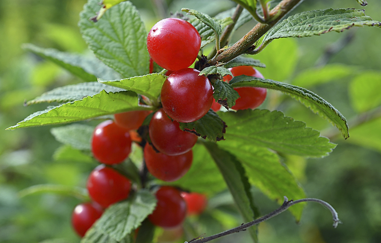 Вишня кустарник. Вишня войлочная огонек. Вишня войлочная (Prunus tomentosa). Вишня войлочная осенняя Вировская. Вишня войлочная черная.