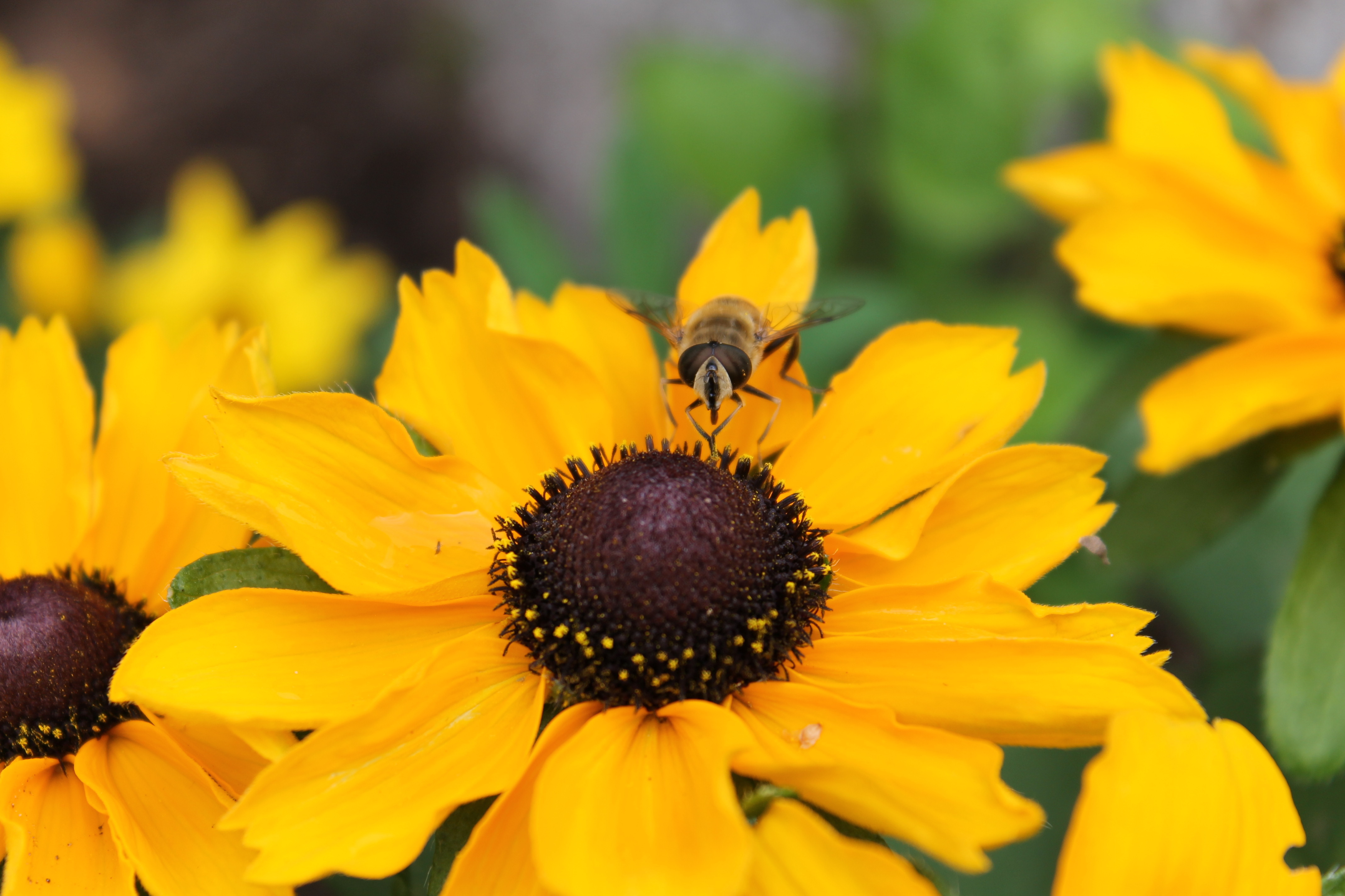 Желтые цветы черные. Rudbeckia Goldquelle. Рудбекия и Ромашка. Рудбекия блестящая с пчелкой. Рудбекия Золотая Ромашка фото.