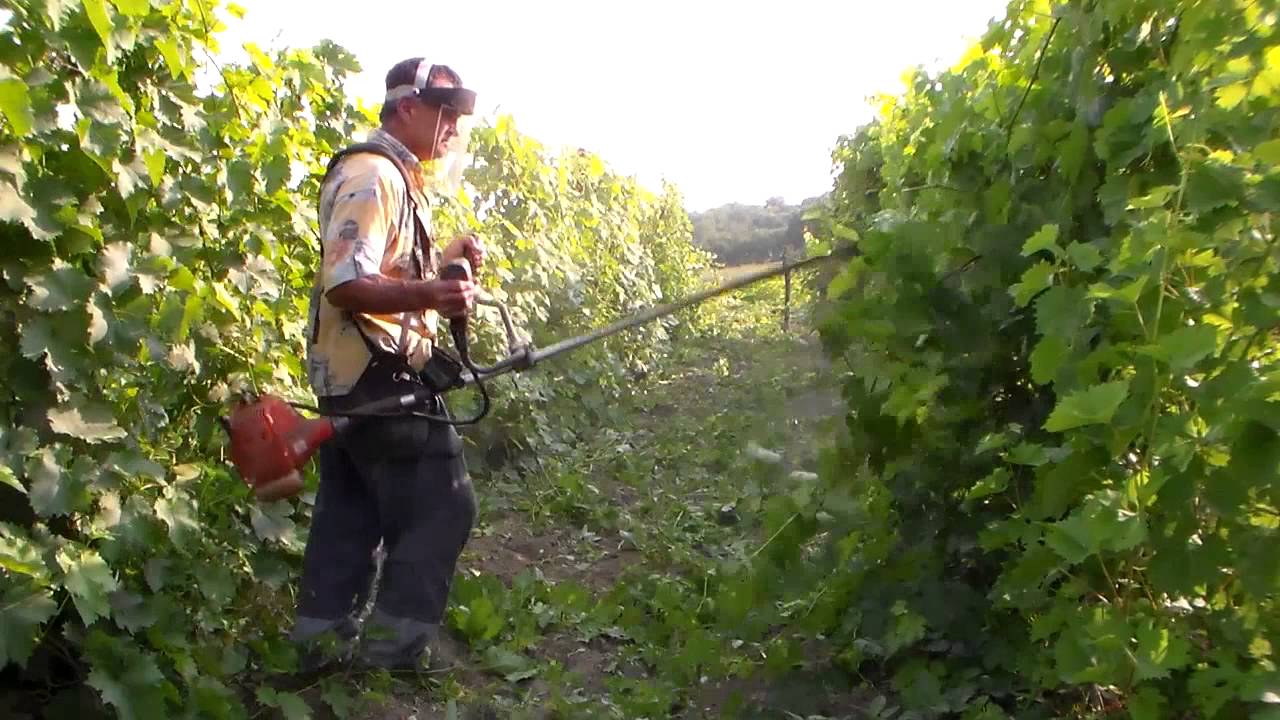 Виноград осенью купорос. Опрыскивание винограда. Опрыскивание виноградников. Обработка виноградников от вредителей. Опрыскать виноград.