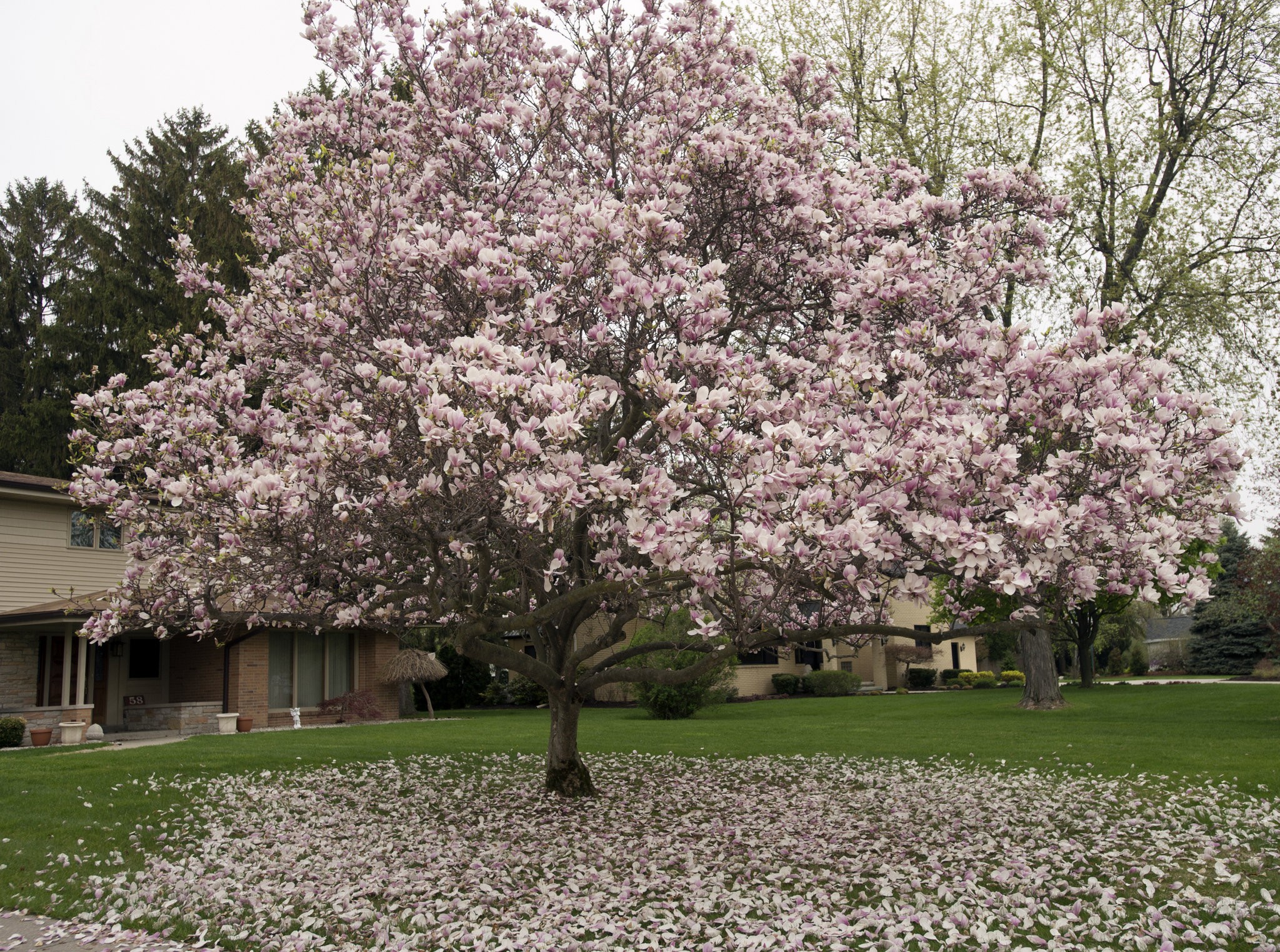 Магнолия дерево фото. Магнолия древовидная. Magnolia grandiflora Tree. Магнолия Северной Америки. Магнолия Флорида дерево.