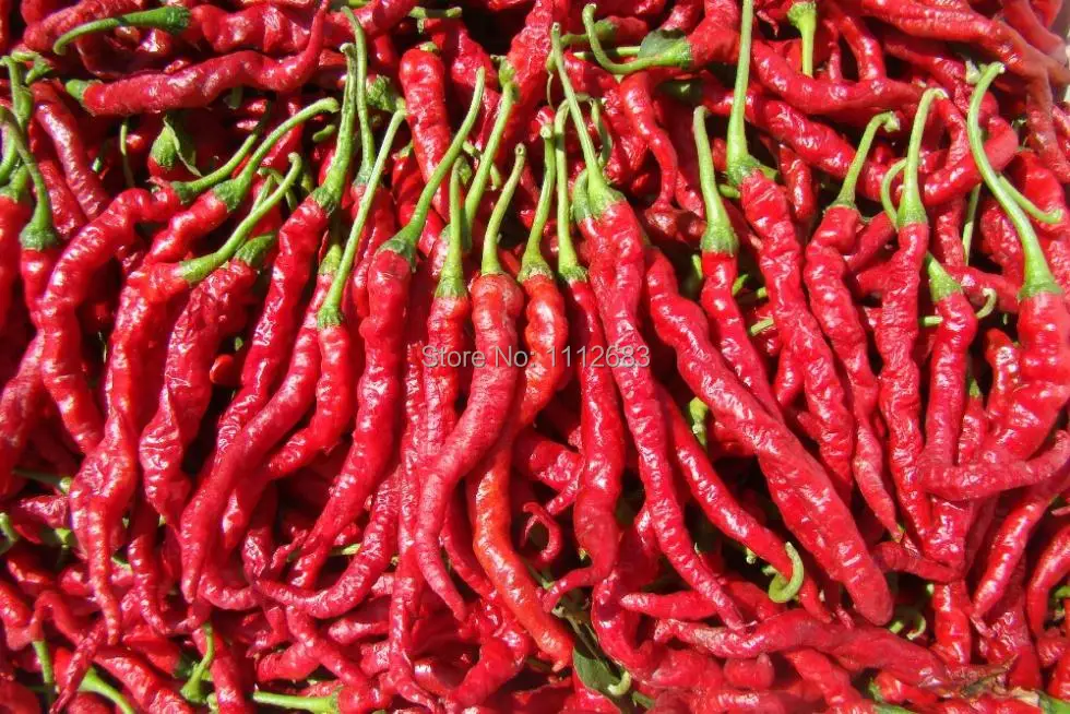 Chili seeds 50 PCS super hot pepper export pepper seeds