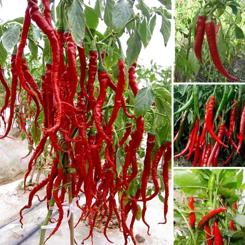 New Arrival 100 pcs Giant Spices Red Hot Pepper font b bonsai b font Plants Garden