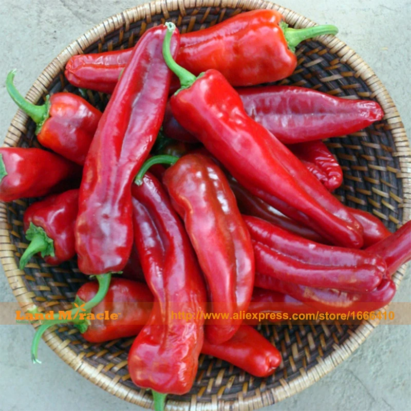 100 tohumlar paketi Sebze tohumlar on Dev K rm z Yeni Baharatlar Baharatl Chilli Pepper Tohumlar